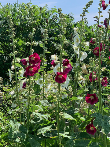 hollyhocks